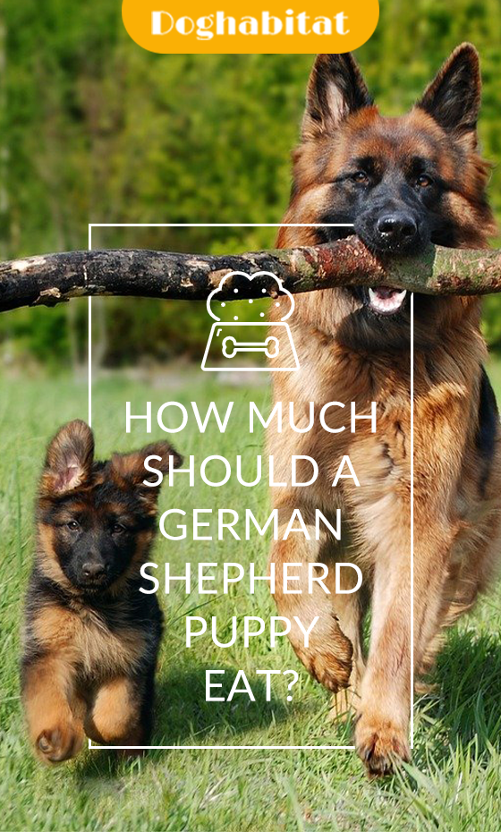 how much should a german shepherd puppy eat german