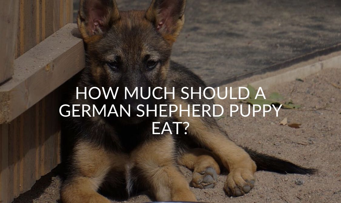 How Much Should A German Shepherd Puppy Eat?