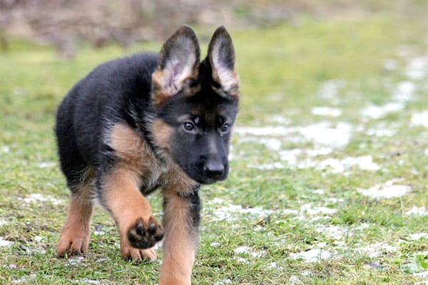 How Much Should A German Shepherd Puppy Eat