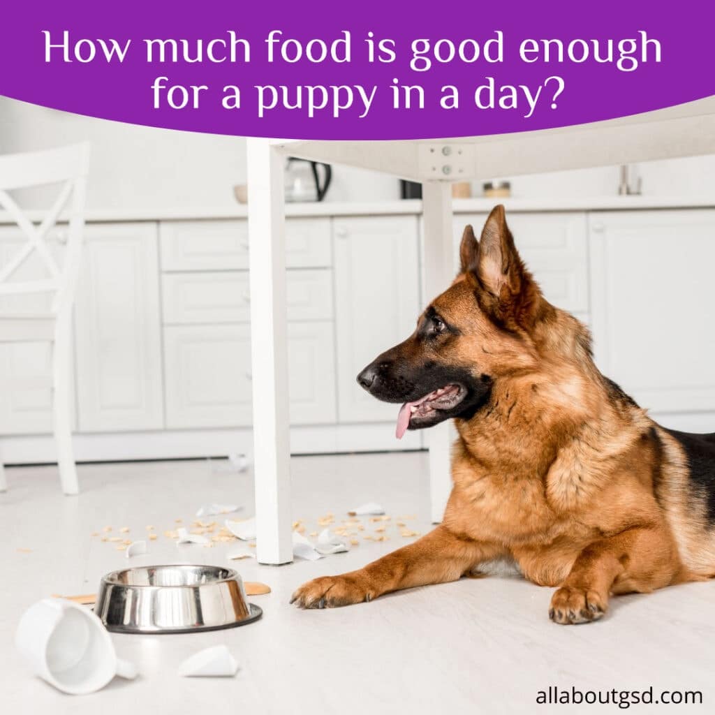 How Much Should I Feed My German Shepherd Puppy?