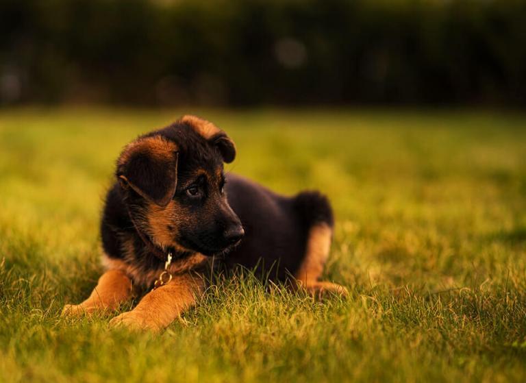 How Much Should You Be Feeding a German Shepherd Puppy ...