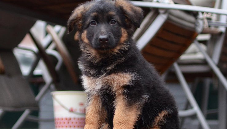 How Much Should You Feed a German Shepherd Puppy?
