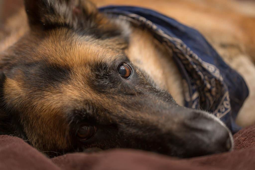 How Much Sleep Should a German Shepherd Have?  Embora Pets