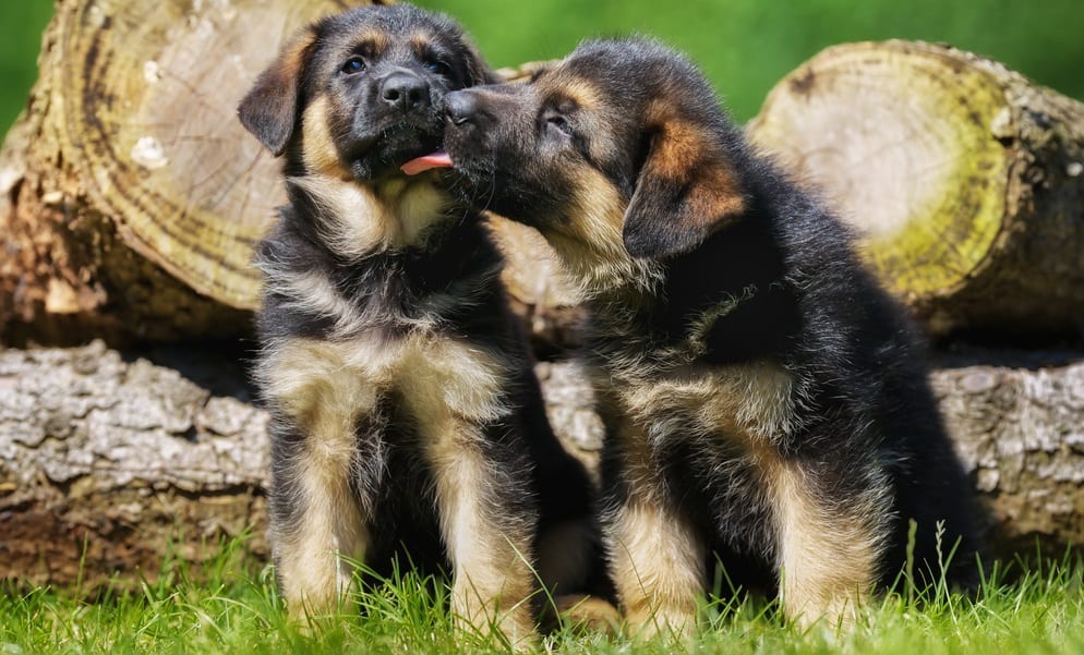 How Much To Feed A German Shepherd Puppy