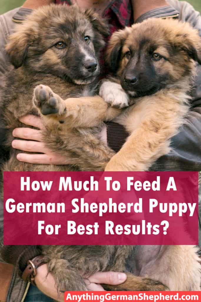 How Much To Feed A German Shepherd Puppy For Best Results ...