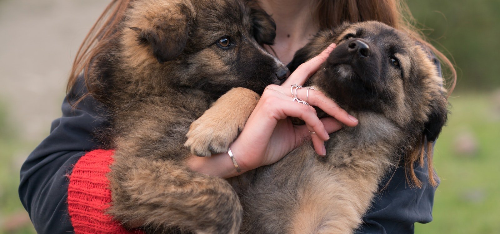 How Much to Feed a German Shepherd Puppy? Guide & Advice