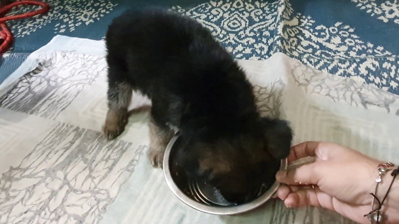 How much to feed a german shepherd puppy. ð¤ 43 days Old ...