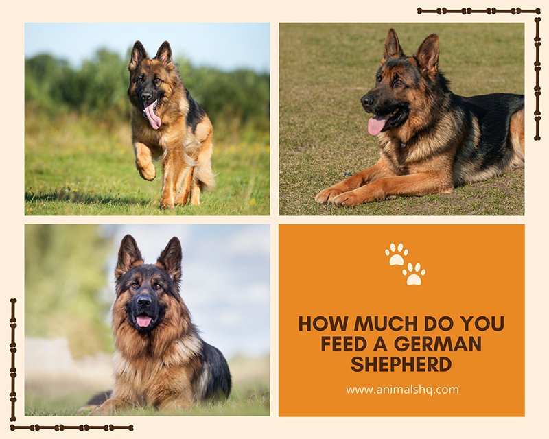 How Much To Feed German Shepherd Puppies / The Best Food ...