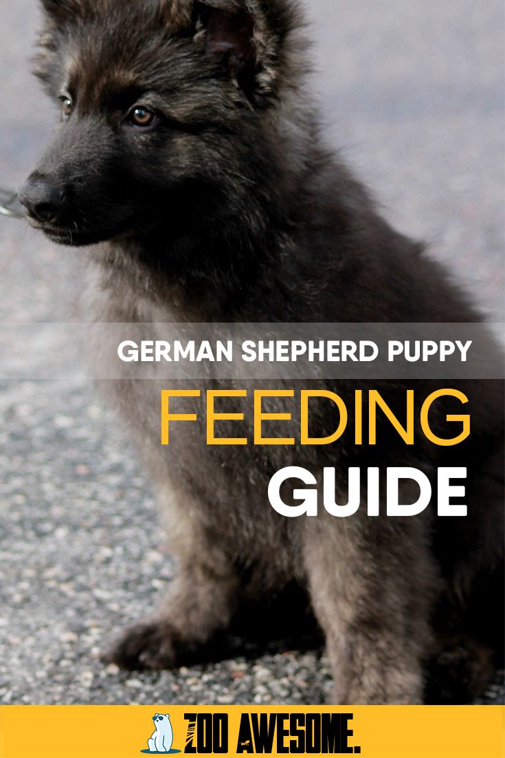How Much To Feed German Shepherd Puppy?