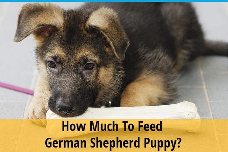 How Much To Feed German Shepherd Puppy?