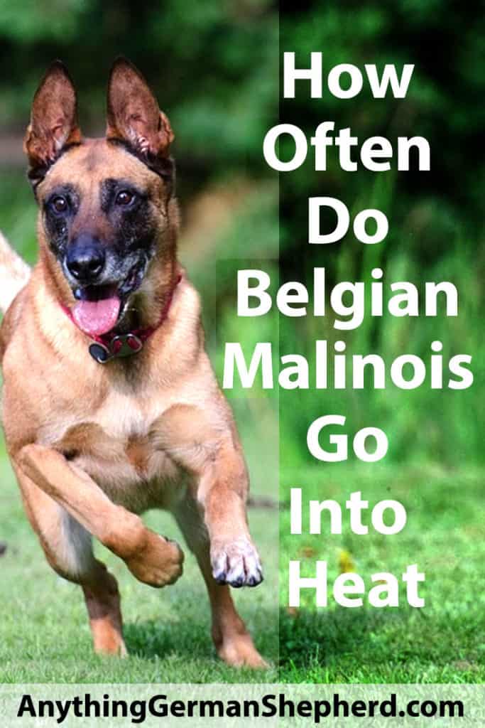 How Often Do Belgian Malinois Go Into Heat: Learn ...