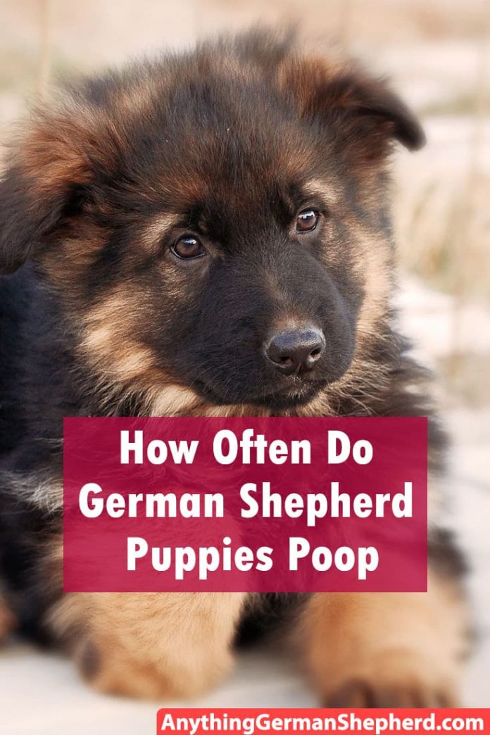 how often do german shepherd puppies poop anything