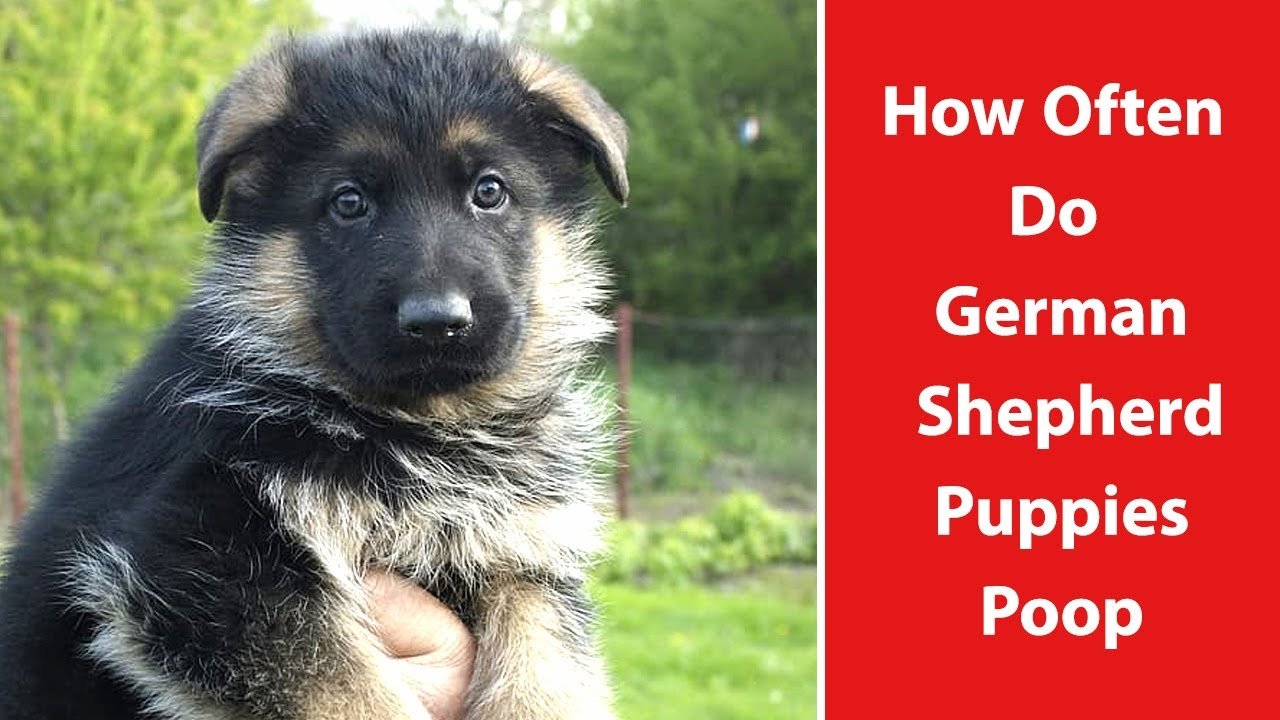 How Often Do German Shepherd Puppies Poop