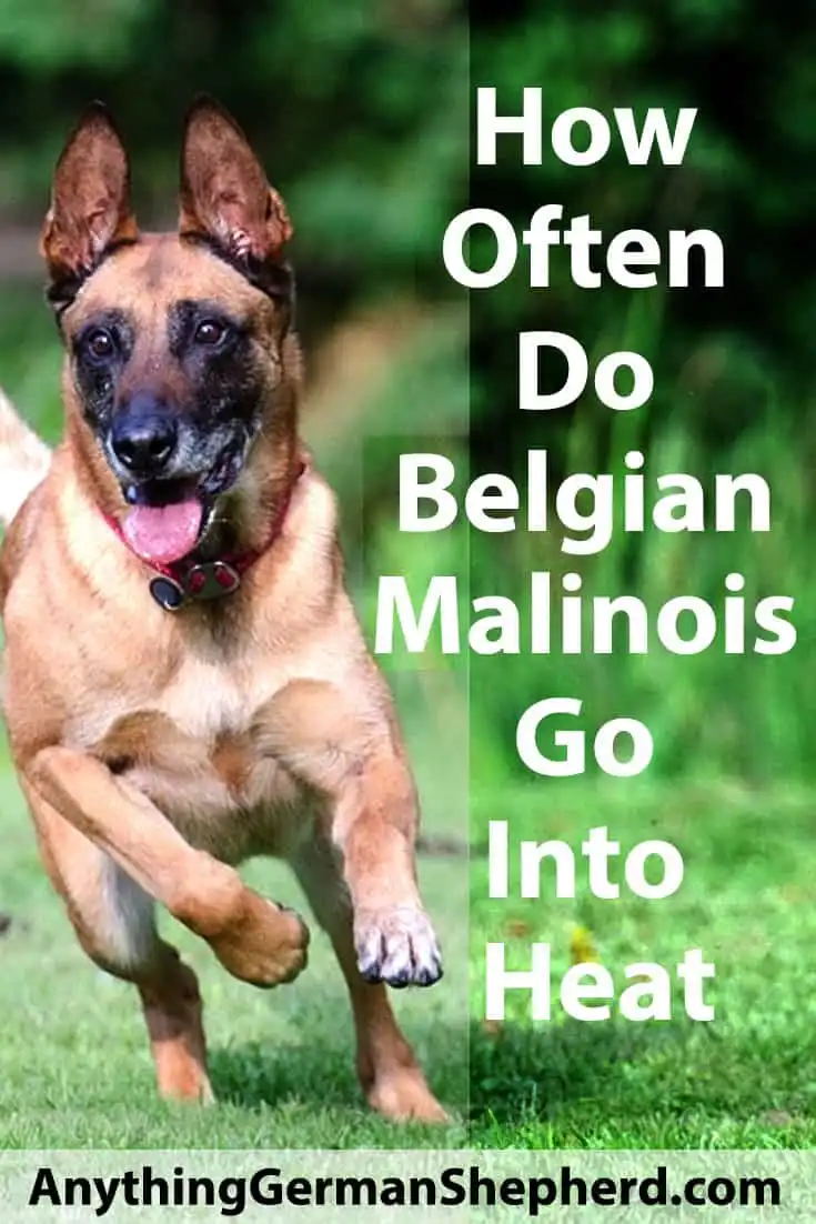 How Often Do German Shepherds Go Into Heat