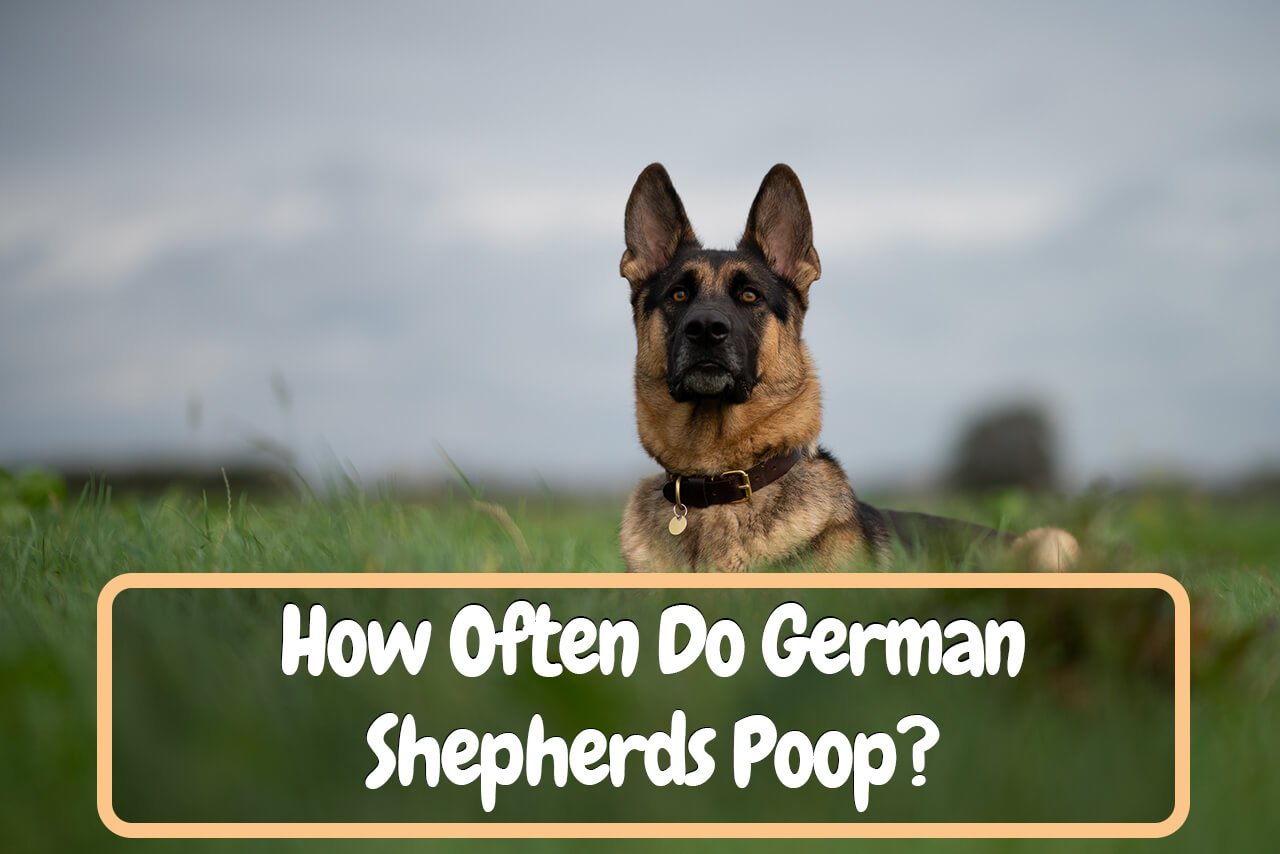How Often Do German Shepherds Poop? What