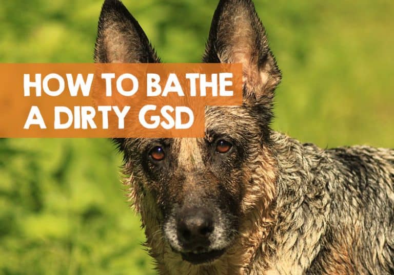 How Often Should I Bathe a German Shepherd? + How to Bath ...
