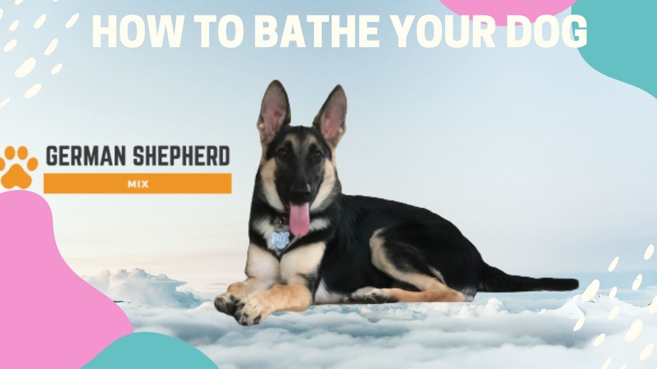 How Often Should You Bathe A German Shepherd?