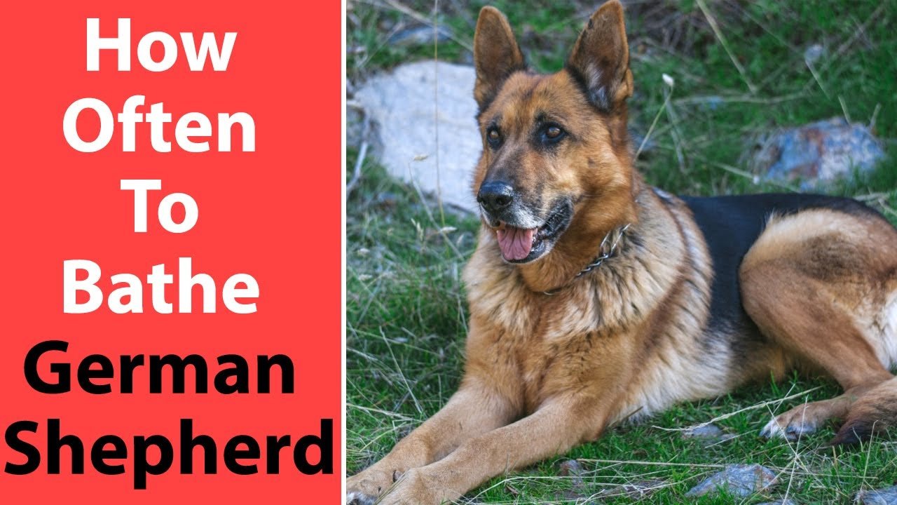 How Often to Bathe German Shepherd