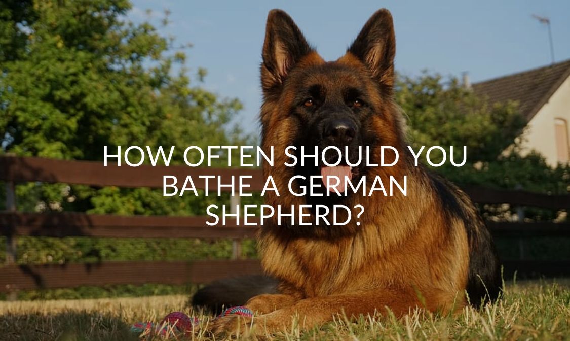 How Often You Should Bathe A German Shepherd?