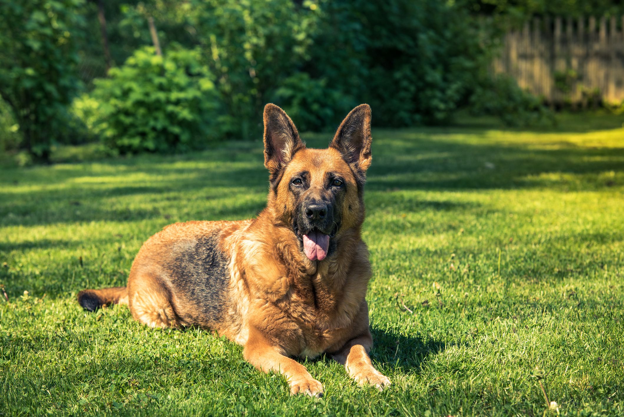 How to Adopt Retired Police Dogs