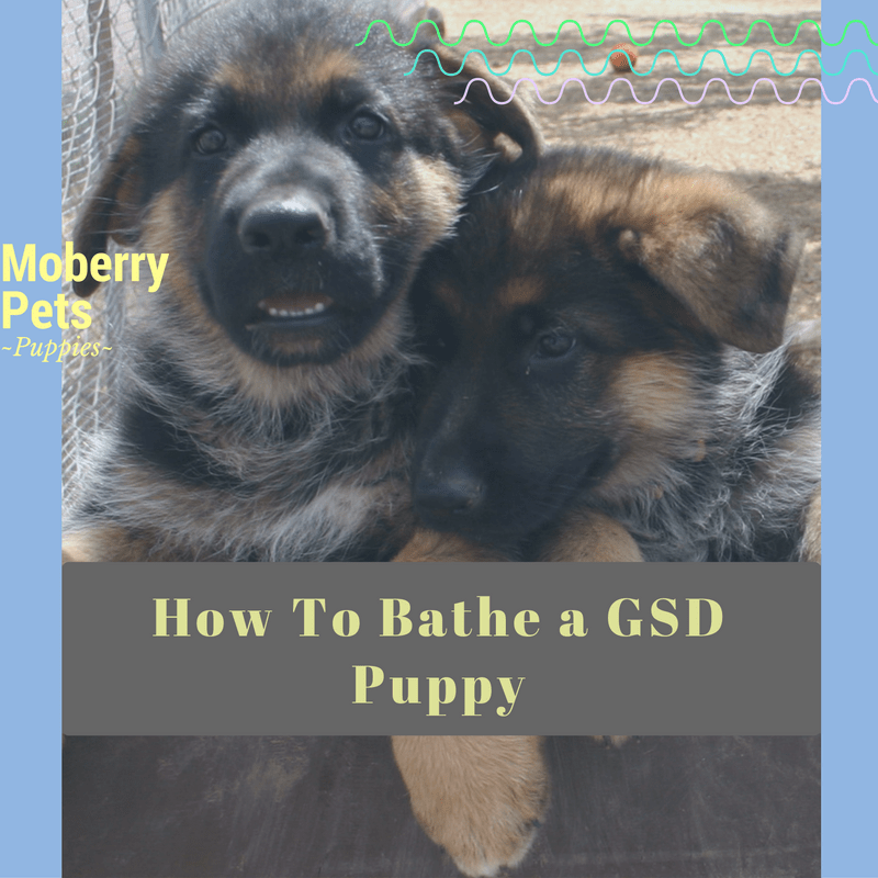 How to Bathe a German Shepherd Puppy