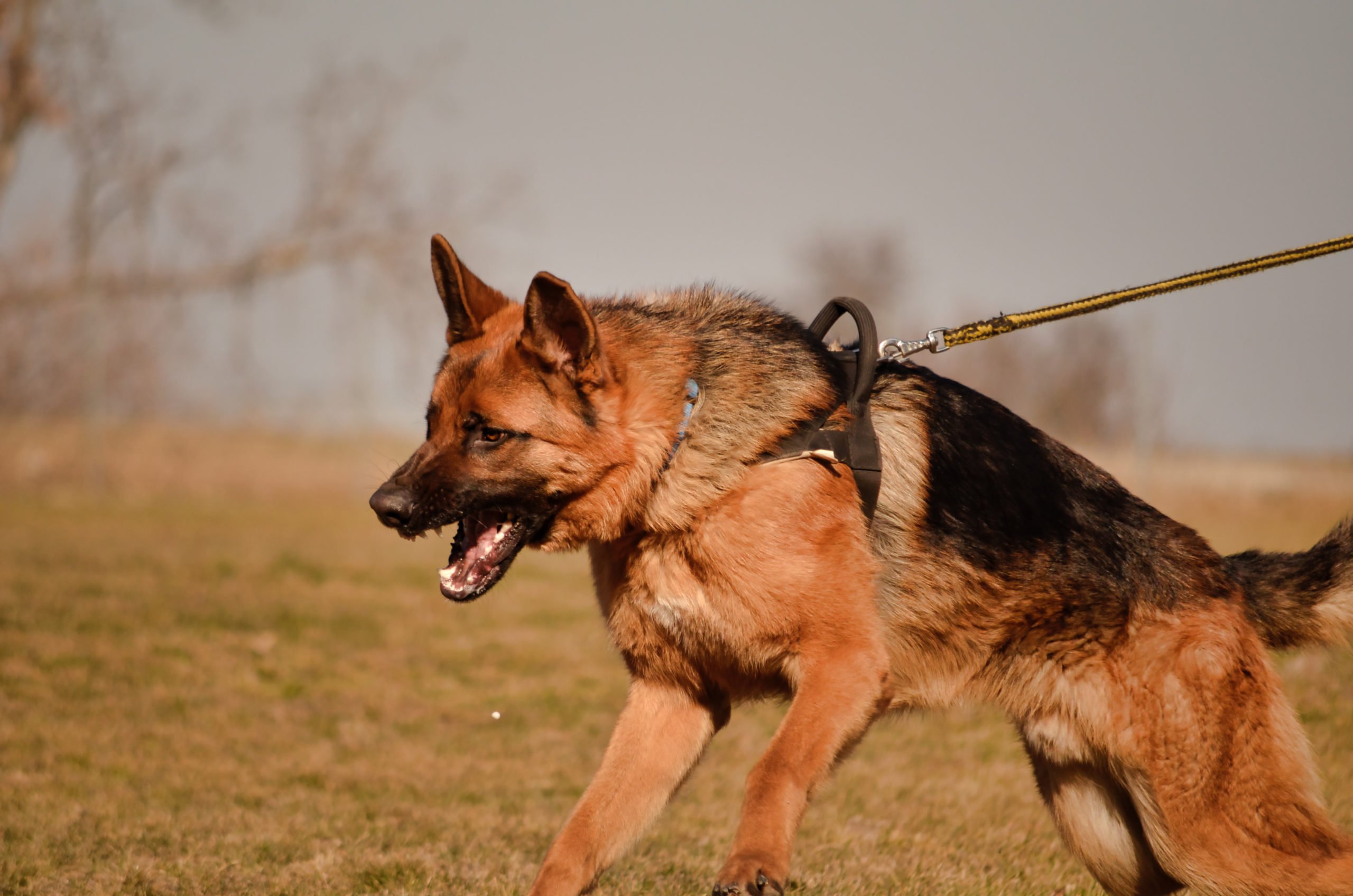 How to calm an aggressive german shepherd dog?