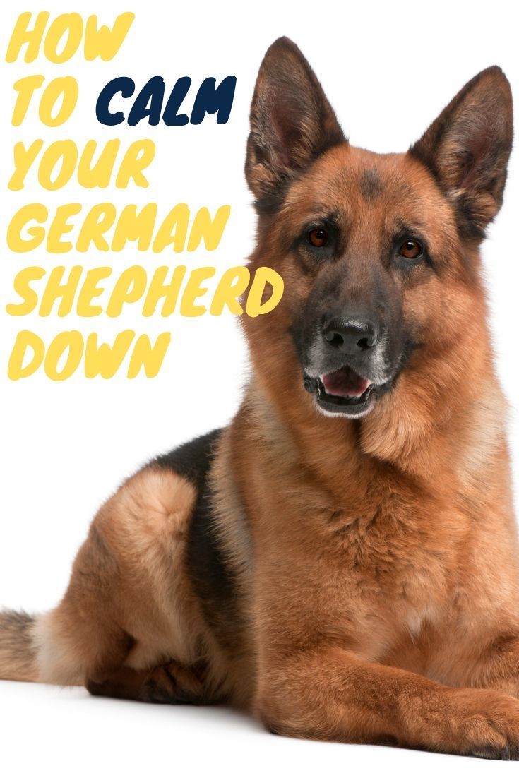 How to calm your German Shepherd down