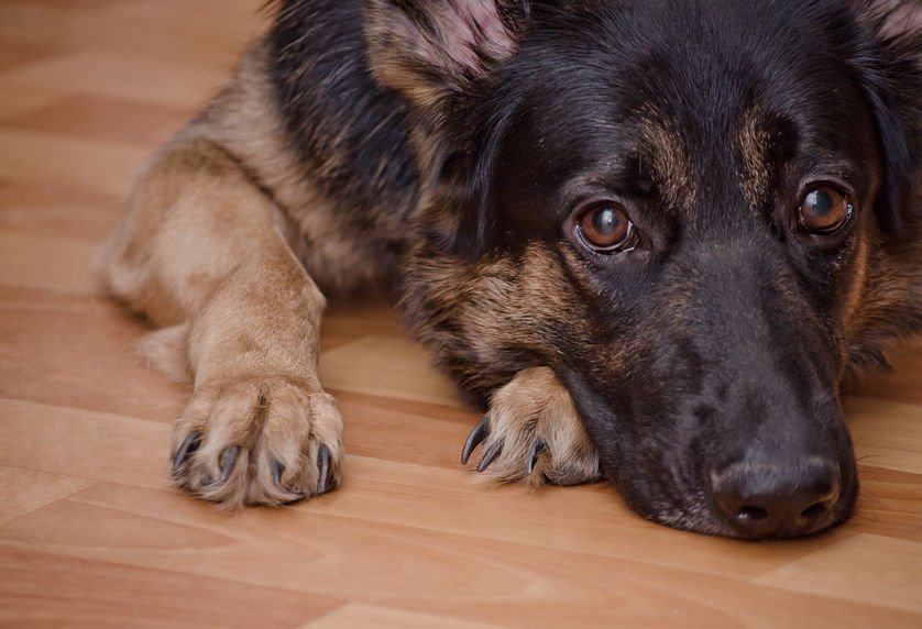 How to Care for Your German Shepherd During the COVID