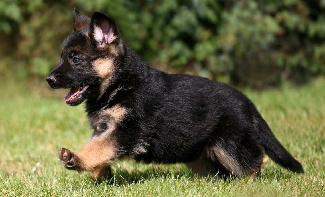 How to Check for Pure German Shepherd Dog Breeds