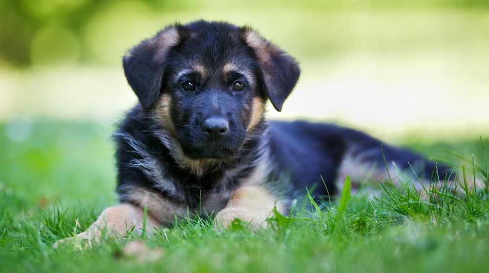 How to Choose From A Litter Of Red German Shepherd Puppies ...