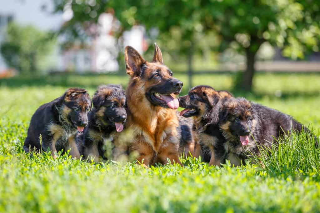 How to Choose the Right German Shepherd Puppy From a ...