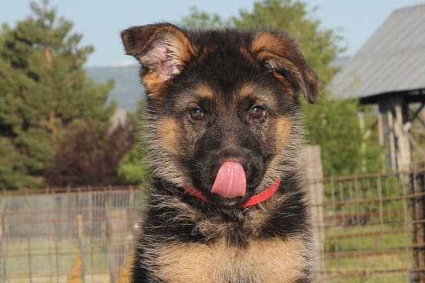 How to Crate Train a German Shepherd Puppy? The Best ...