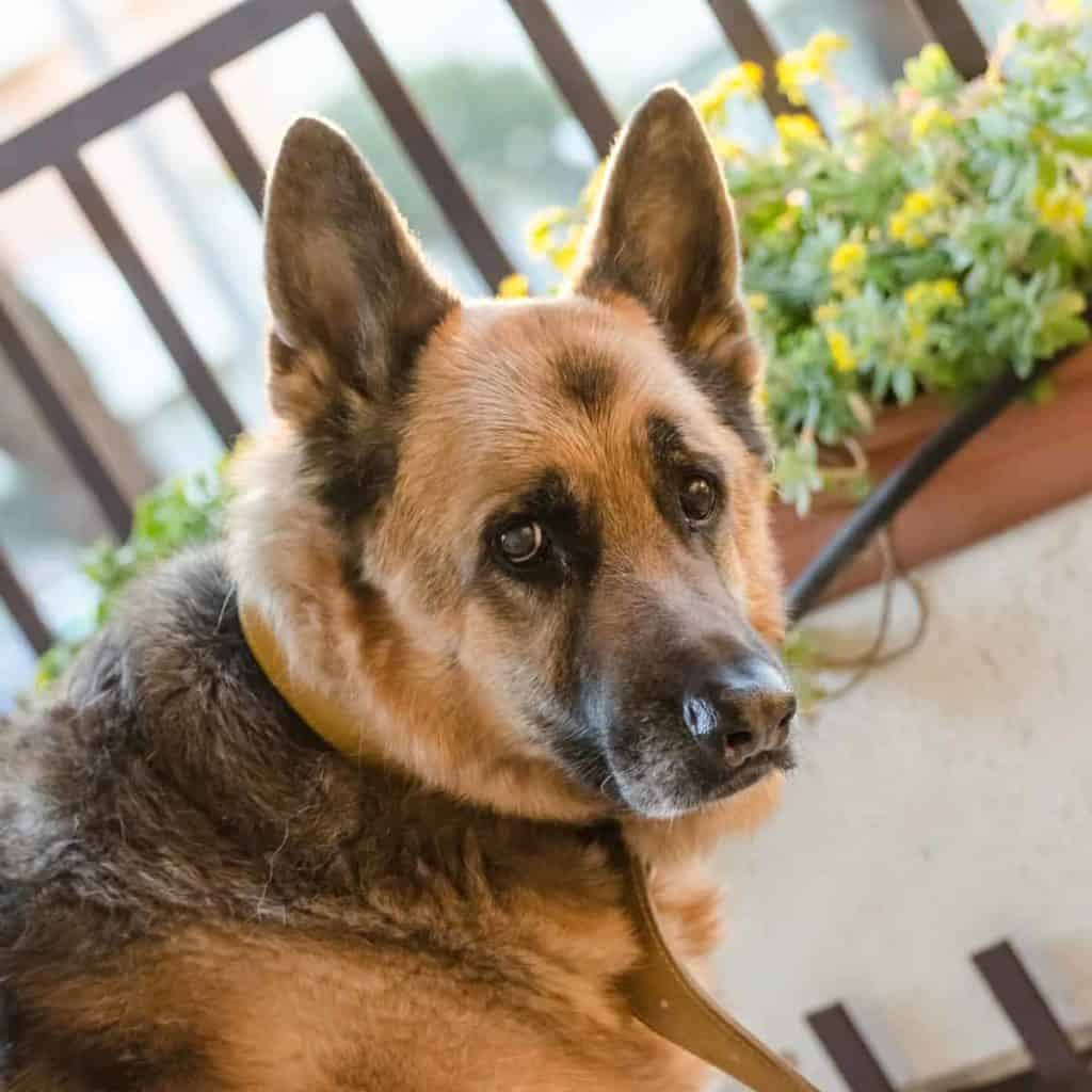 How to Deal with German Shepherd Separation Anxiety  The German Shepherder