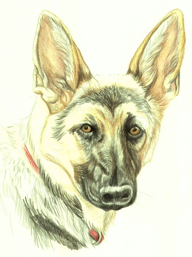 How to Draw a German Shepherd in Colored Pencil