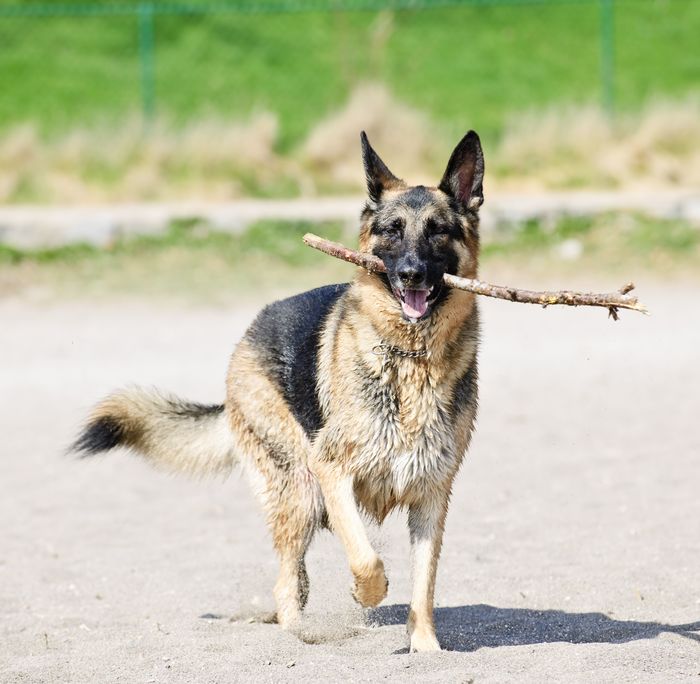 How to Exercise Your German Shepherd