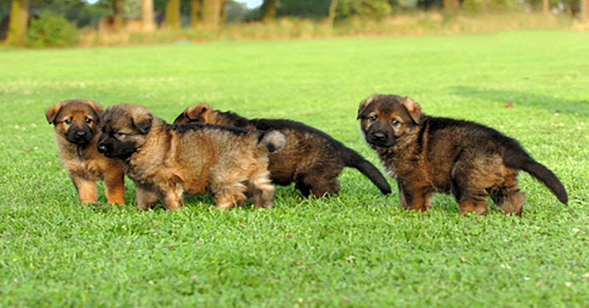 How To Find The Right GSD Puppy For You