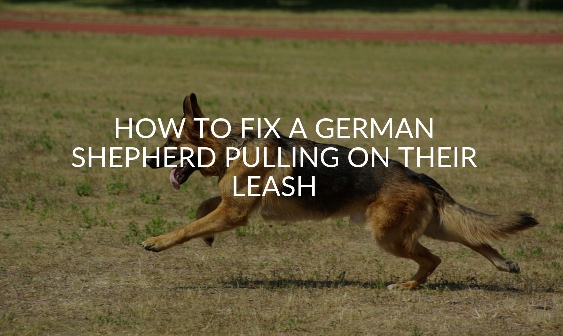 How To Fix A German Shepherd Pulling On Their Leash ...