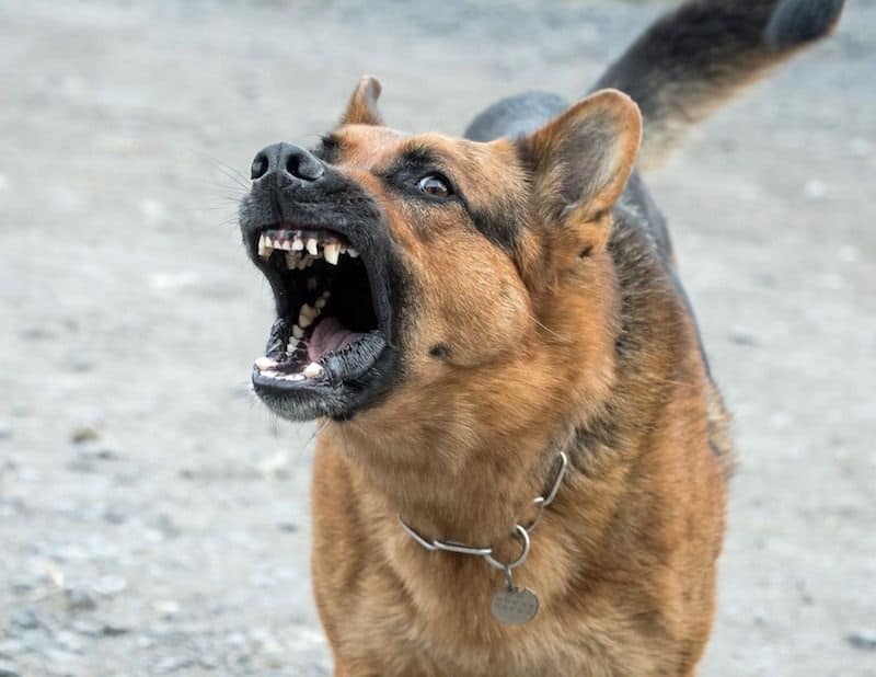 How to Get a German Shepherd to Stop Barking