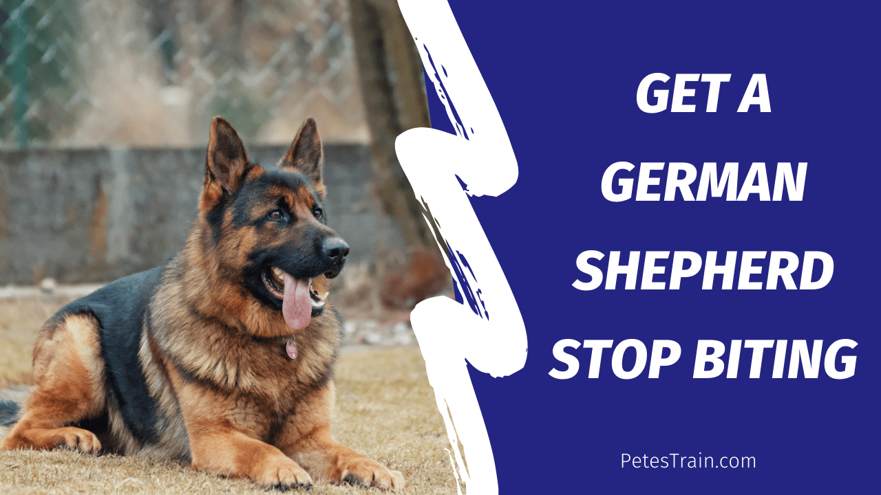 How to Get a German Shepherd to Stop Biting While Teething? â PetesTrain