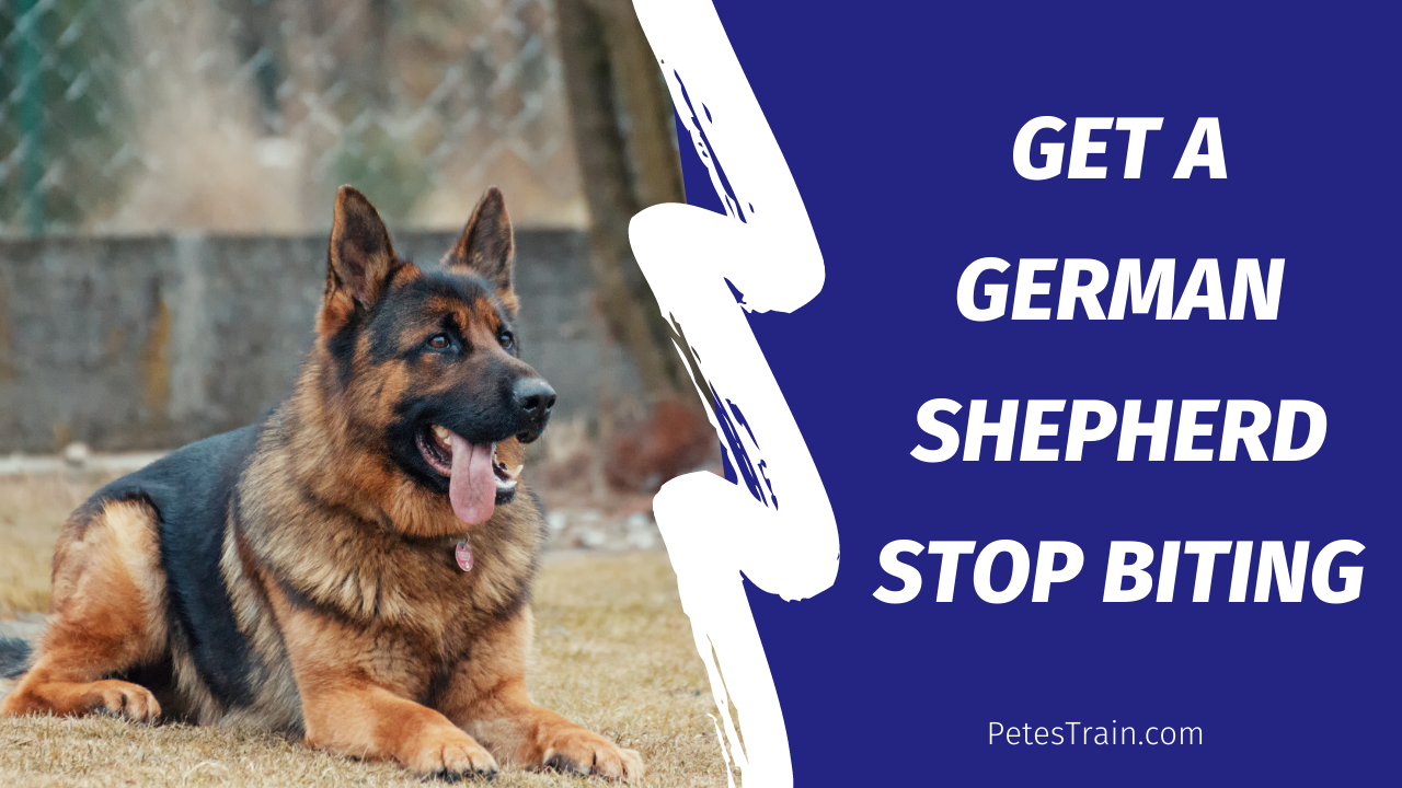 How to Get a German Shepherd to Stop Biting While Teething ...