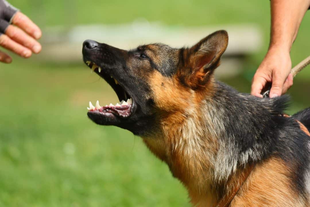 How to get German Shepherds to Calm Down  Embora Pets