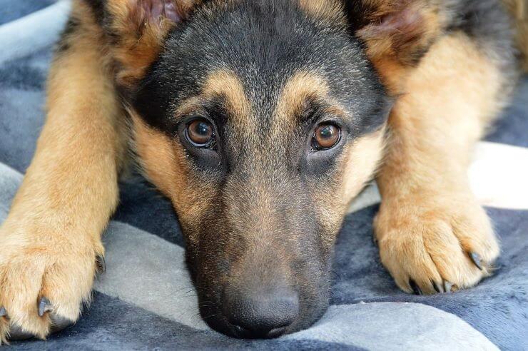 How to get rid of German Shepherd Dog Odor?