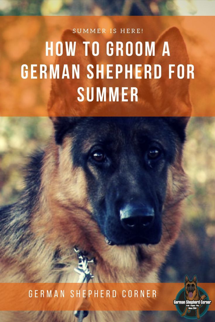 How to Groom a German Shepherd for Summer  German ...