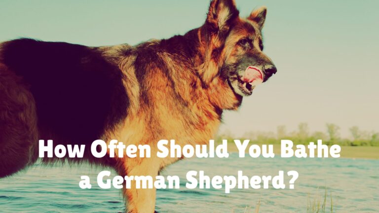 How To Groom the face of a German Shepherd
