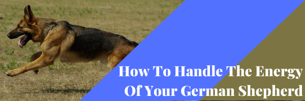 How To Handle The Energy Of Your German Shepherd