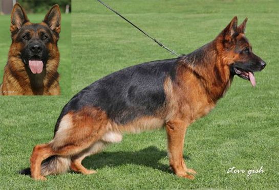 How To Import German Shepherds From Germany