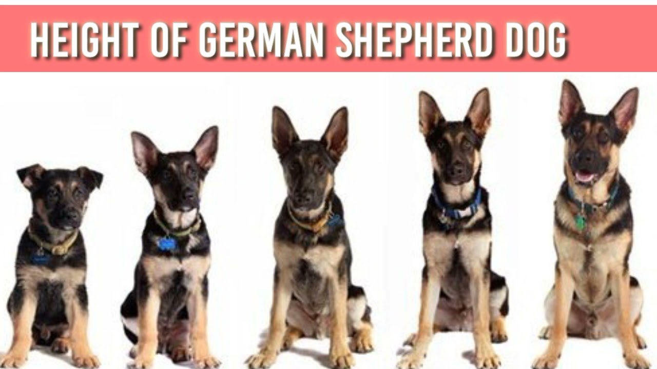 How to increase German shepherd Height