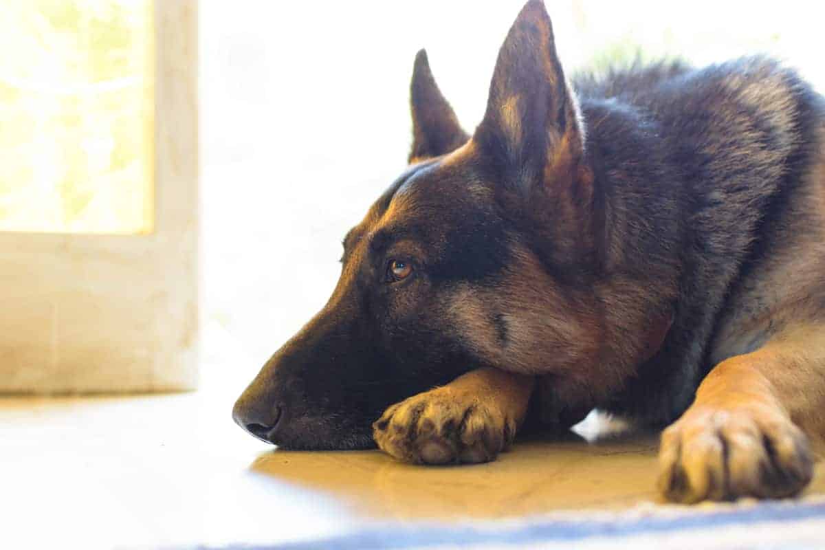 How to Keep a German Shepherd Busy While You