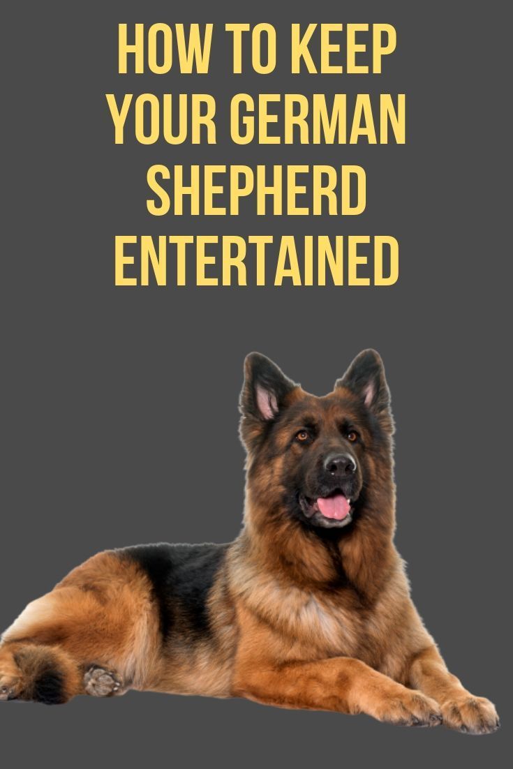 How to keep your German Shepherd Entertained