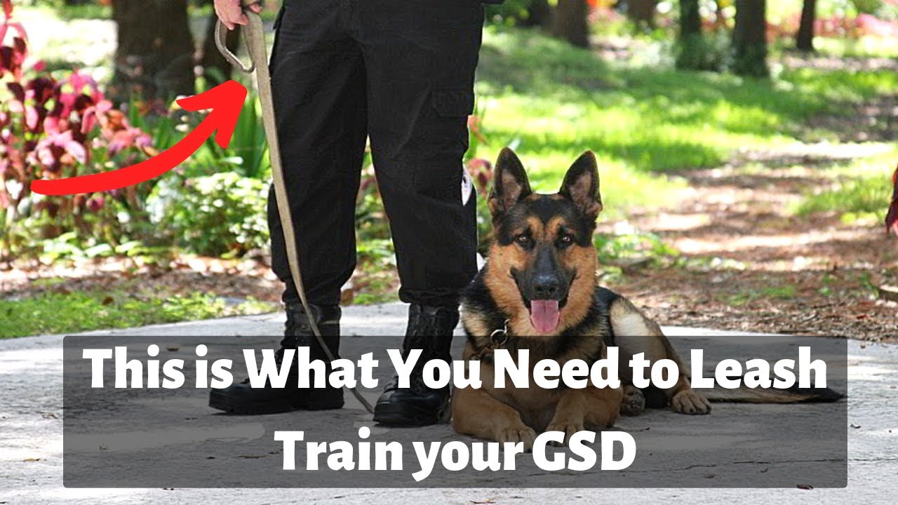 How to Leash Train a German Shepherd Dog